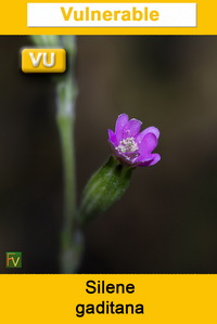 Silene gaditana