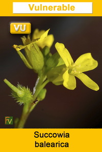 Succowia balearica