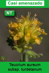 Teucrium aureum turdetanum
