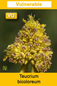 Teucrium bicoloreum