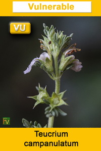 Teucrium campanulatum