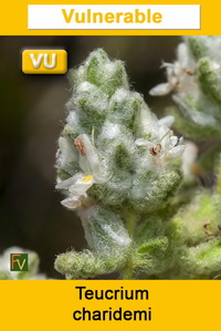 Teucrium charidemi