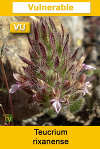 Teucrium rixanense