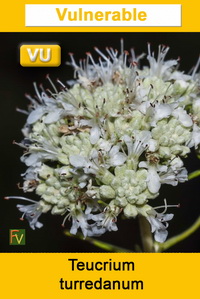Teucrium turredanum