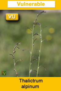 Thalictrum alpinum