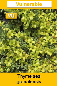 Thymelaea granatensis