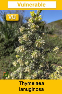 Thymelaea lanuginosa