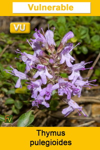 Thymus pulegioides