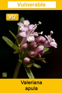 Valeriana apula