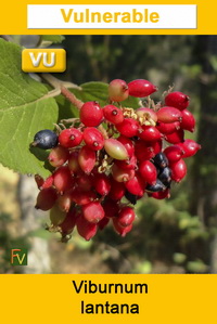 Viburnum lantana