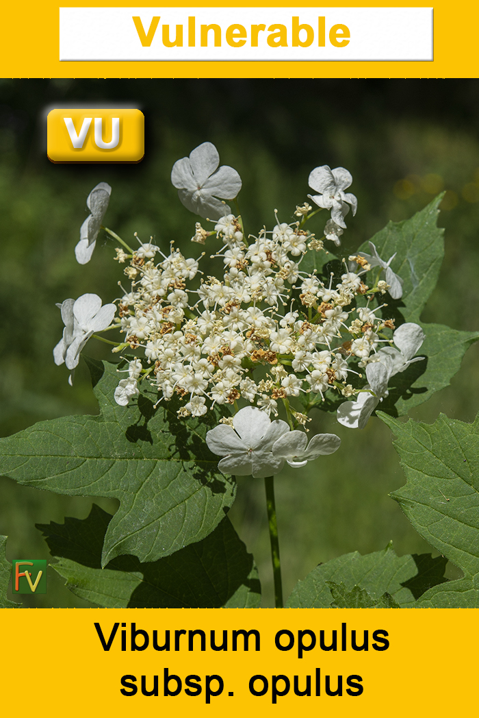 Viburnum opulus opulus