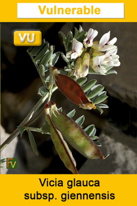 Vicia glauca giennensis
