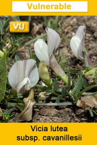 Vicia lutea cavanillesii