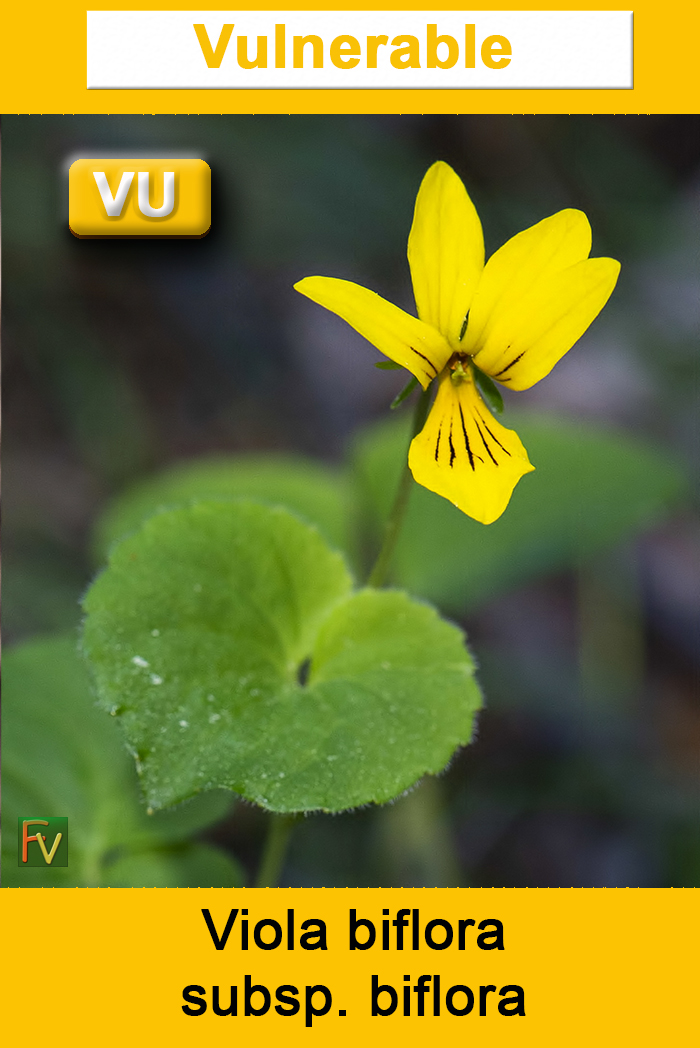 Viola biflora