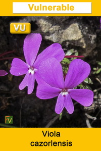 Viola cazorlensis