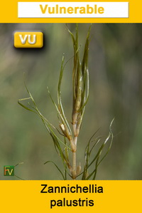 Zannichellia palustris