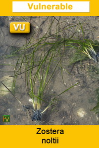Zostera noltii